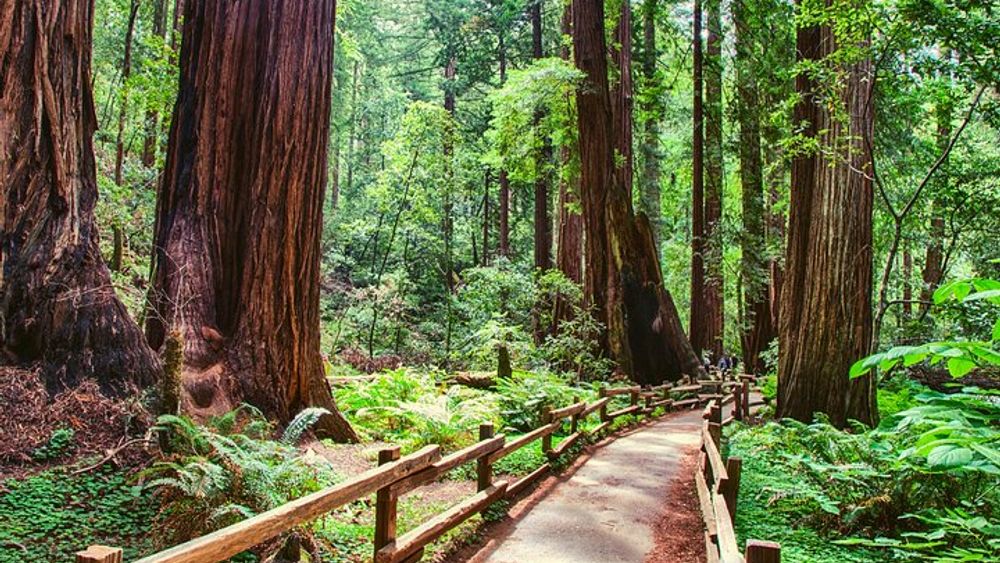 San Francisco to Muir Woods, Sonoma Wine Tour plus Sausalito