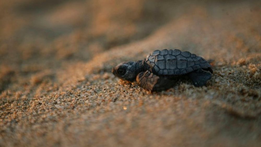 Los Cabos Turtle Release Eco-Experience