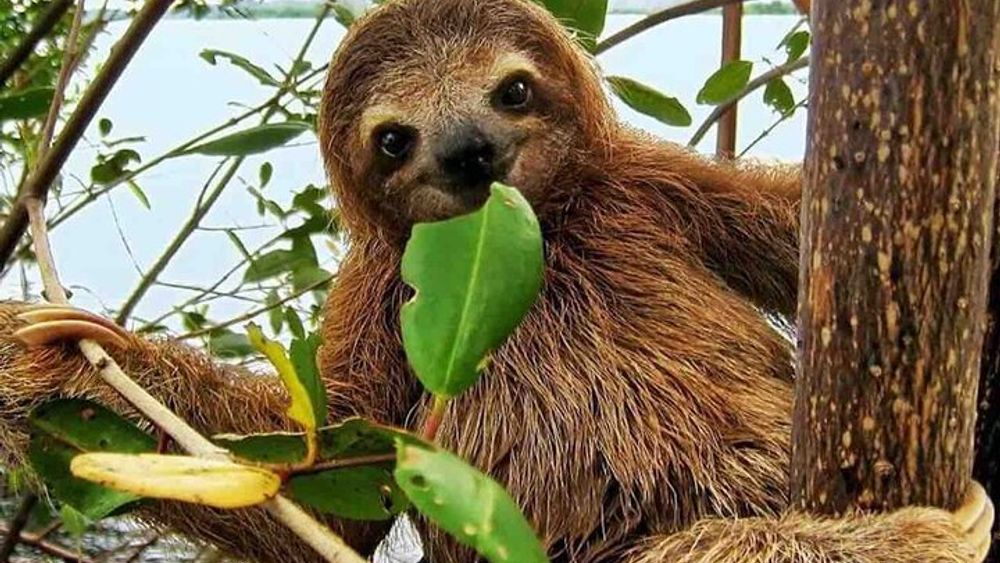 Panama City Day Tour of Gamboa Wildlife & Sloth Sanctuary