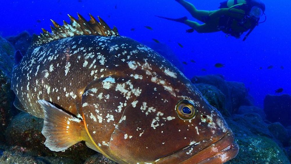 Sao Miguel Scuba Diving Experience for Certified Divers