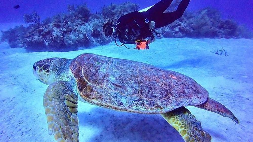 Costa Maya Two-Tank Dive For Certified Divers