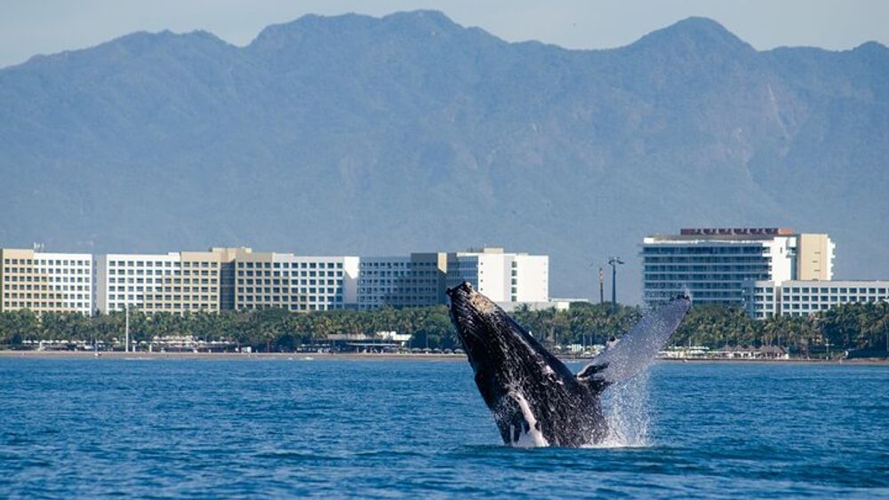 Whale Watching Cruise In Puerto Vallarta & Nuevo Vallarta
