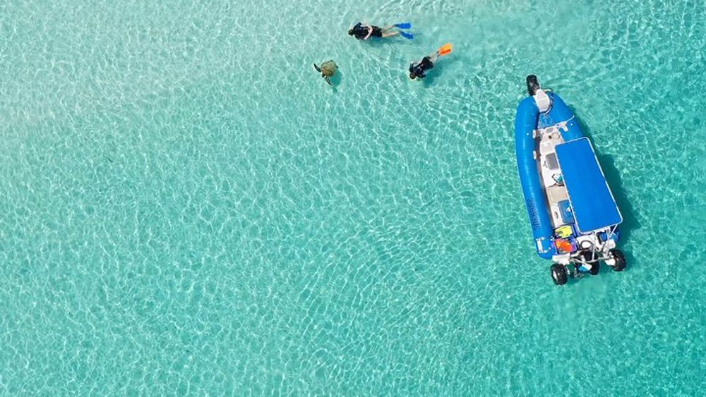 Snorkel, Kayak, and Swim with Whales on K'gari