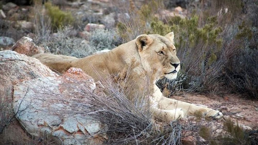 Aquila Game Reserve Cape Town Safari