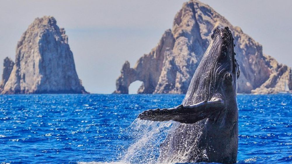 Cabo Small-Group Glass-Bottom Whale Watching Tour