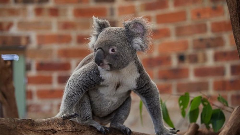 Sydney to Blue Mountains Small-Group Deluxe Eco Wildlife Tour