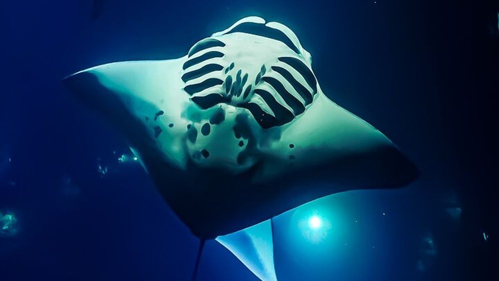 Kailua-Kona Group Swim with Manta Rays