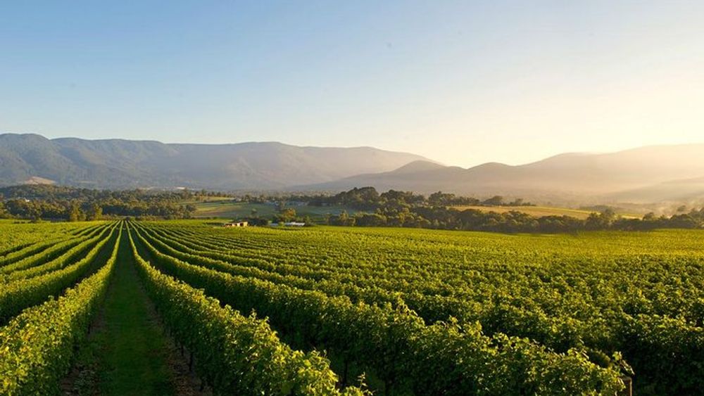 Laid back, Small-Group Yarra Valley Wine Tour:Wine ,Gin ,Cider + more