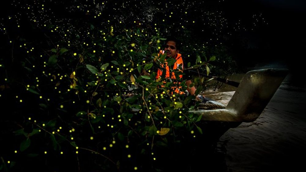 Kuala Selangor Fireflies - Batu Caves Temple- Malawati Hill DayTour With Dinner