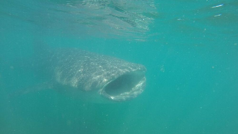 Snorkel Tour with Whale Shark in La Paz