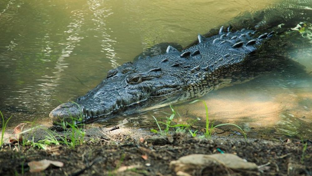 Puerto Angel Exotic Animal Wildlife Experience