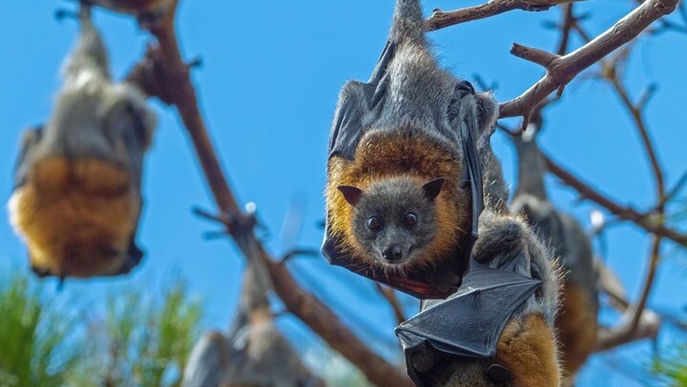 Sydney Small-Group Flying Fox Experience