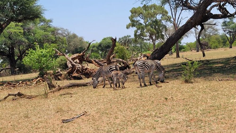 Game Drive And Rhino Walk