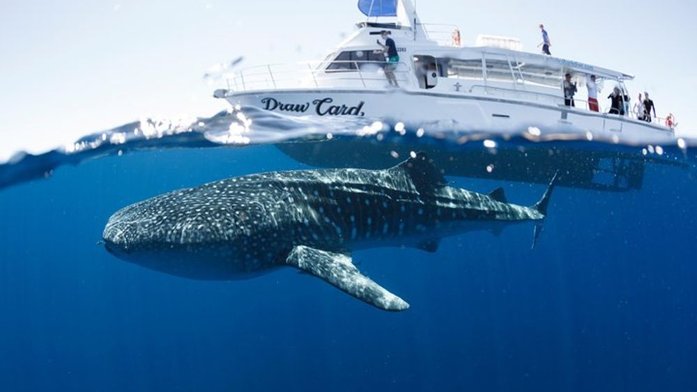 Swim with Whale Sharks: Full Day Ningaloo Reef Adventure Tour