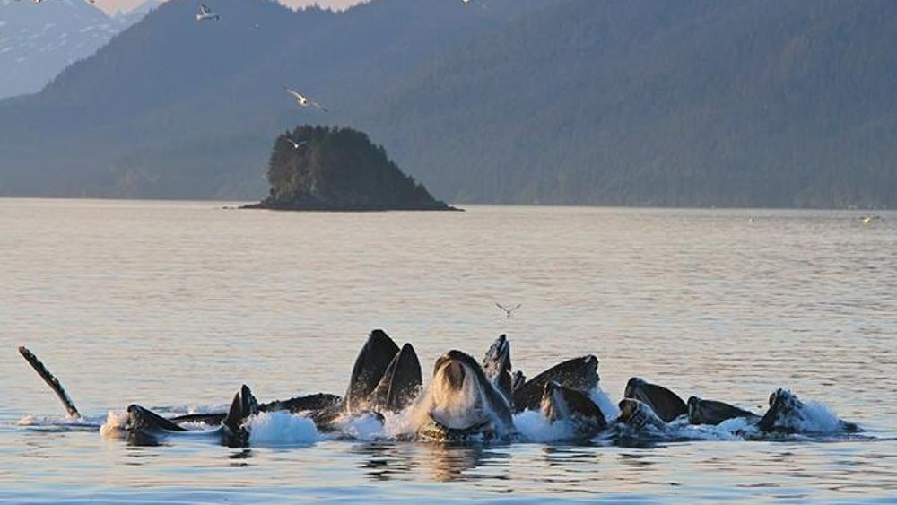Juneau Whale Watching Cruise With Mendenhall Glacier Photo Op