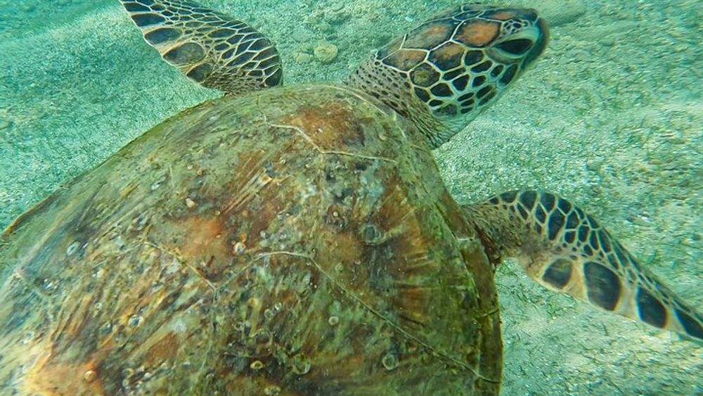 Snorkeling Turtles in Mirissa