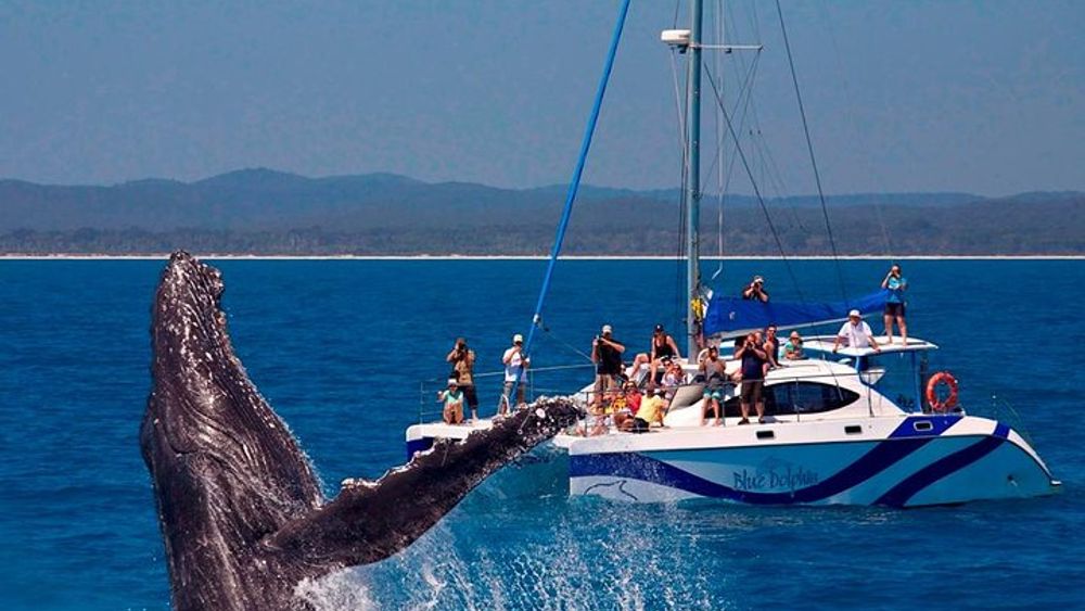 Fraser Island Whale Watch Encounter