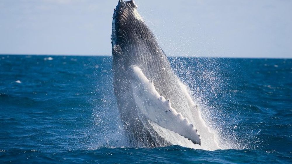 Whale-Watching and Orange County Beaches Tour from Anaheim