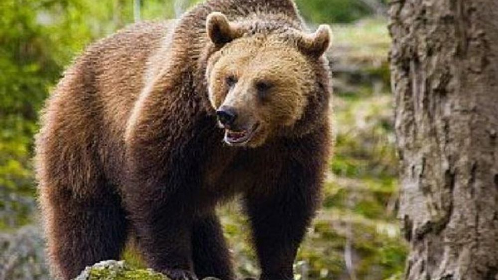 Bear Watching Trip From Brasov