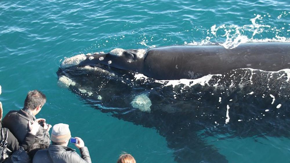Augusta Whale Watching Eco Tour