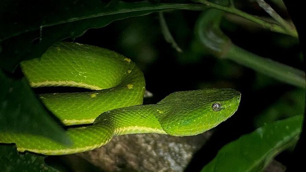 Monteverde Tropical Forest Night Tour