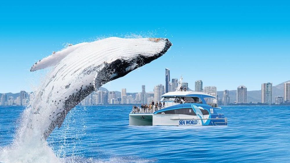 2.5-Hour Humpback Whale Watching Cruise, Gold Coast