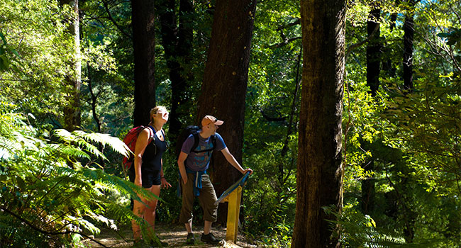 One Day QCT Walk - Furneaux Lodge to Punga Cove
