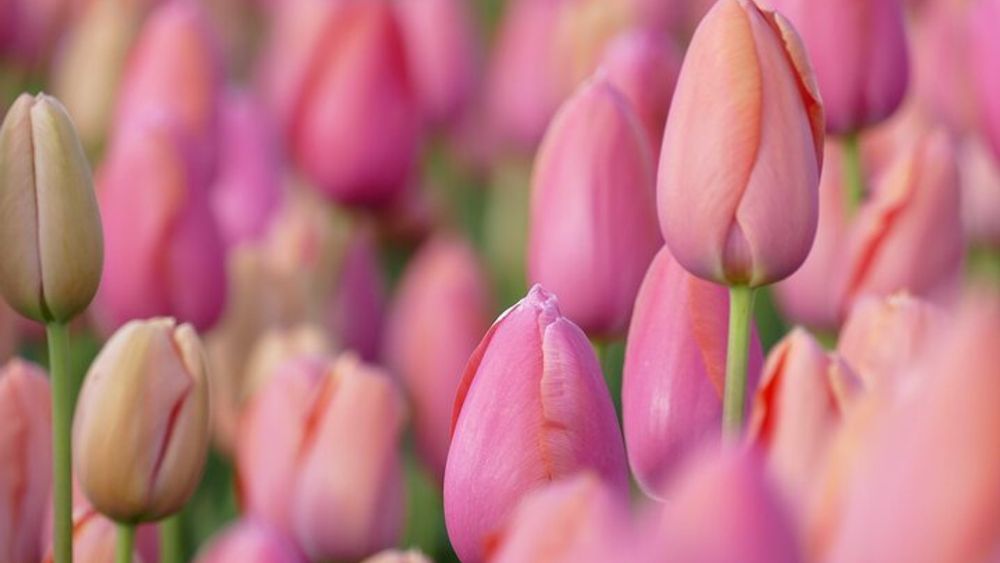 Keukenhof, Tulip Farm & River Cruise: Day Tour from Amsterdam