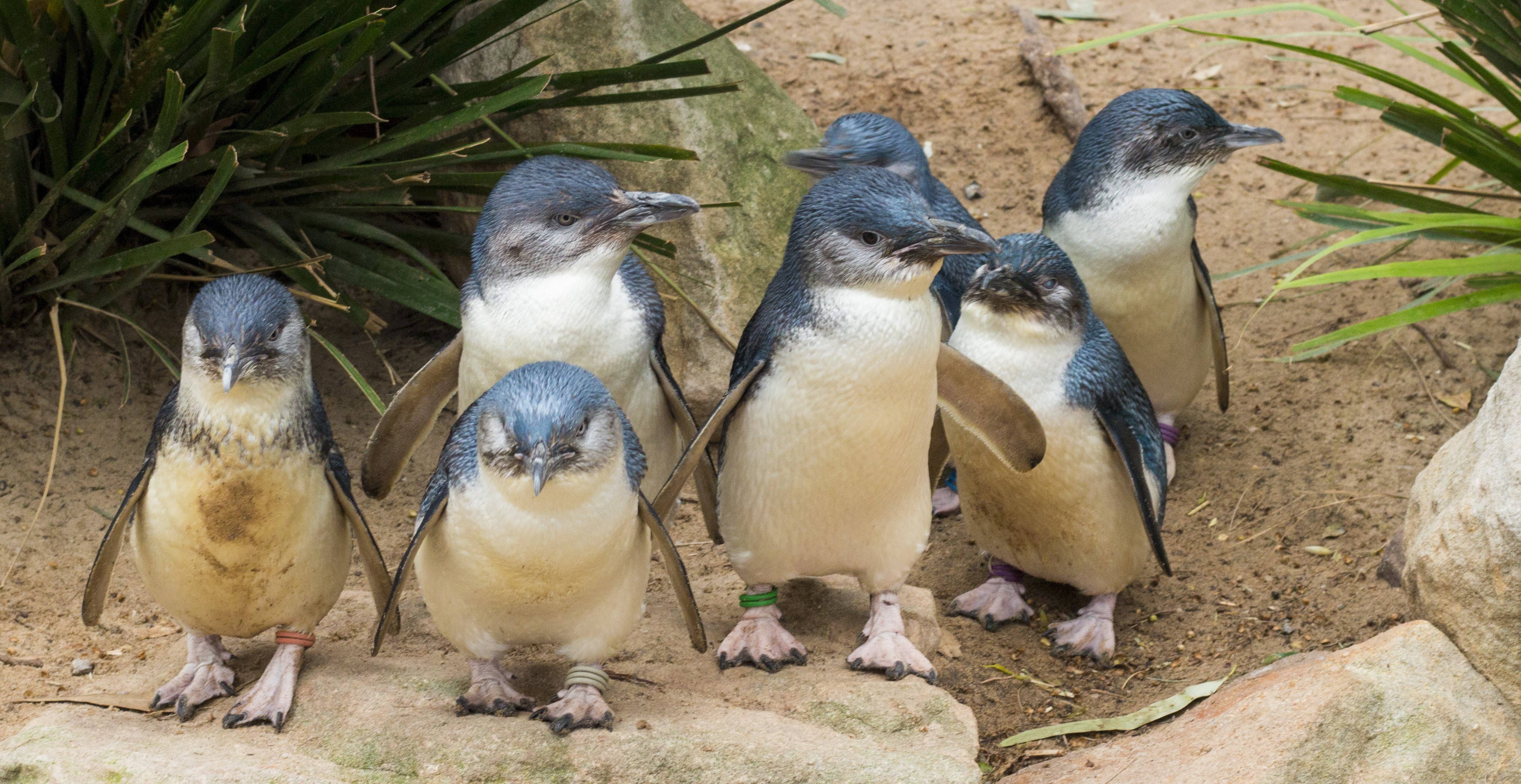 Phillip Island Wildlife And Brighton Beach Boxes Bus Tour