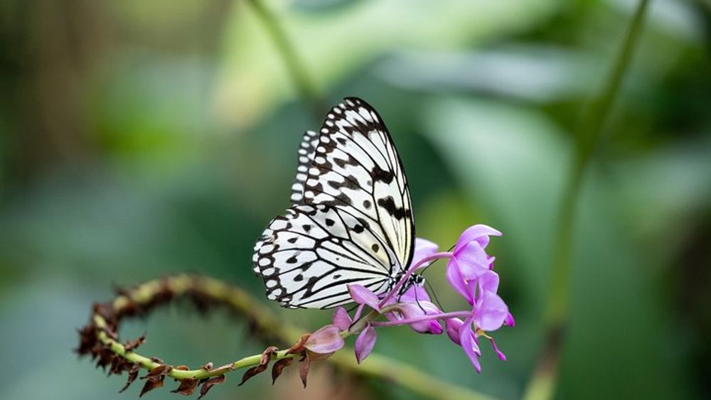 Houston Museum of Natural Science and Cockrell Butterfly Center