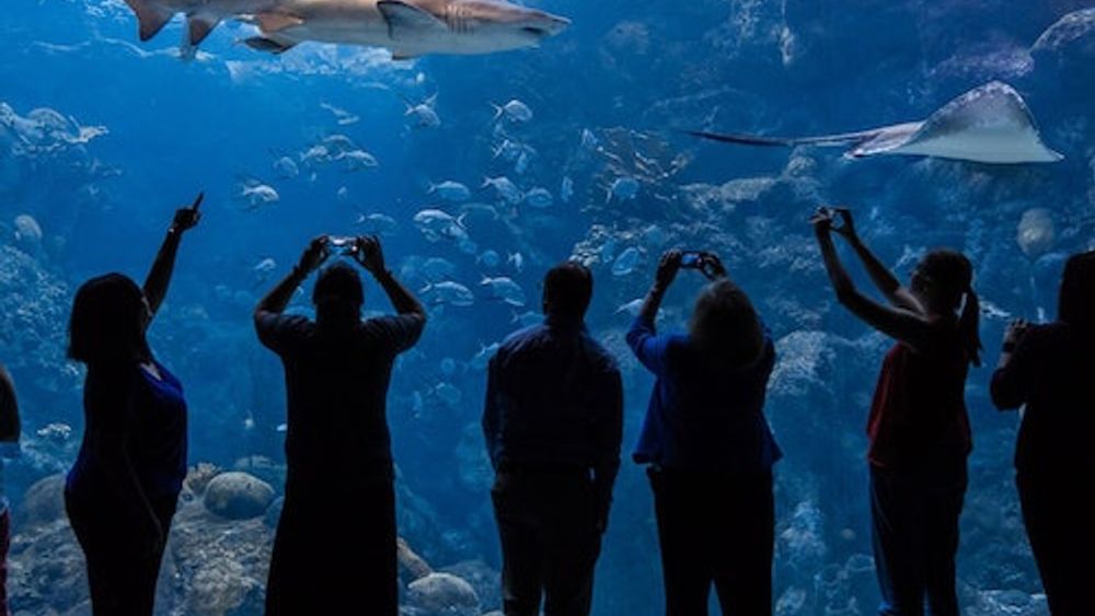 The Florida Aquarium: Skip The Line Ticket