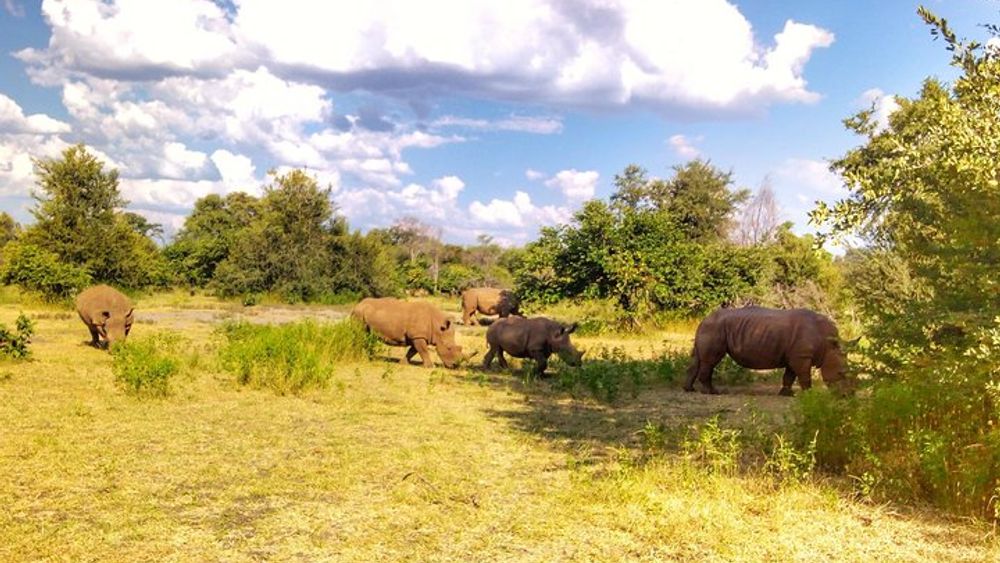 Mosi Oa Tunya National Park Game Drive in Livingstone