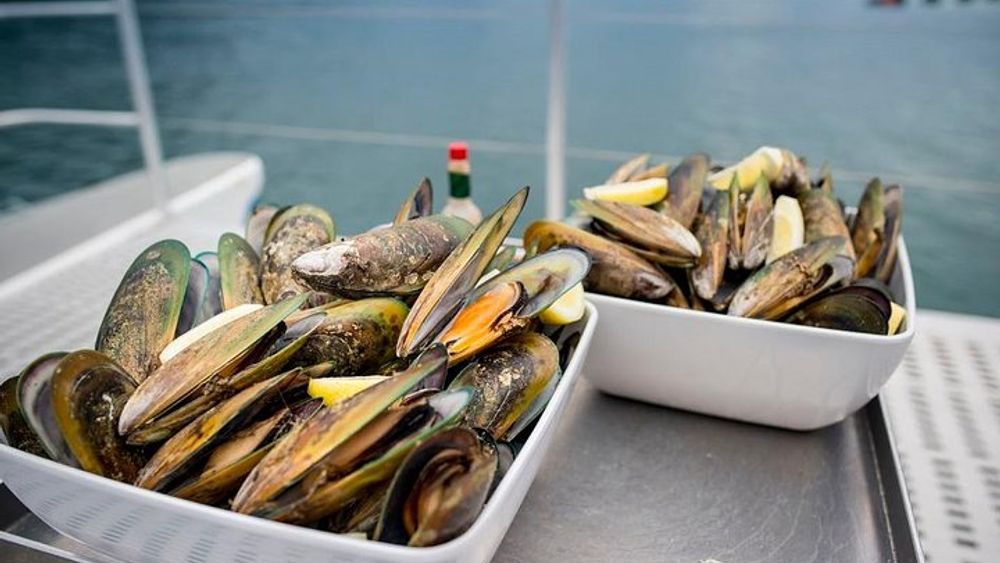 Picton to Marlborough Sound Greenshell Mussel Tasting Cruise