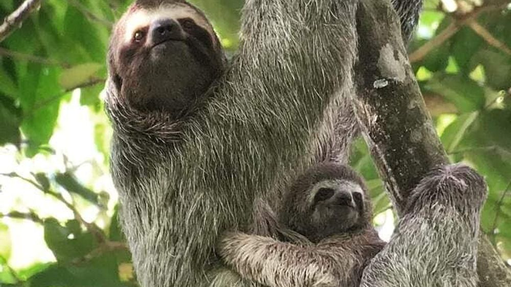 Guided Visit to Manuel Antonio National Park