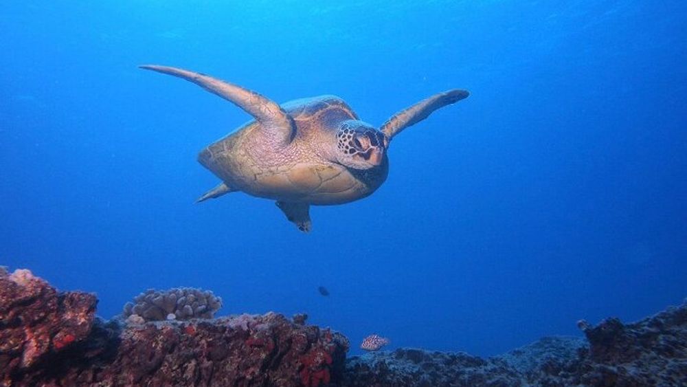 Certified Scuba Diving Along Two Shallow Reef Sites