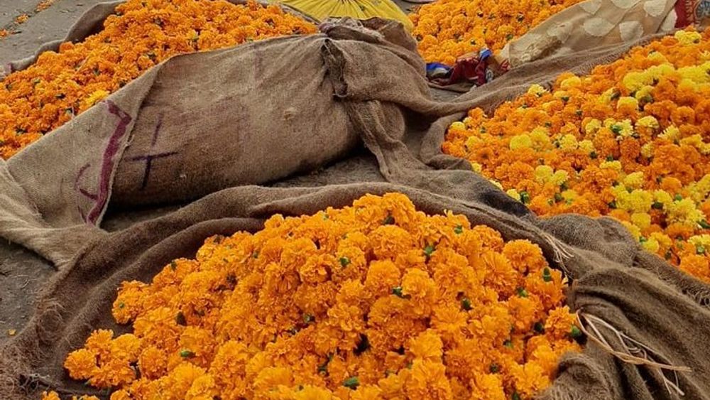 Visit Fresh Flower & Vegetable Market in the Pink City of Jaipur