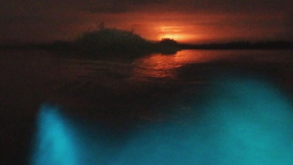 Bioluminescent Night Tour