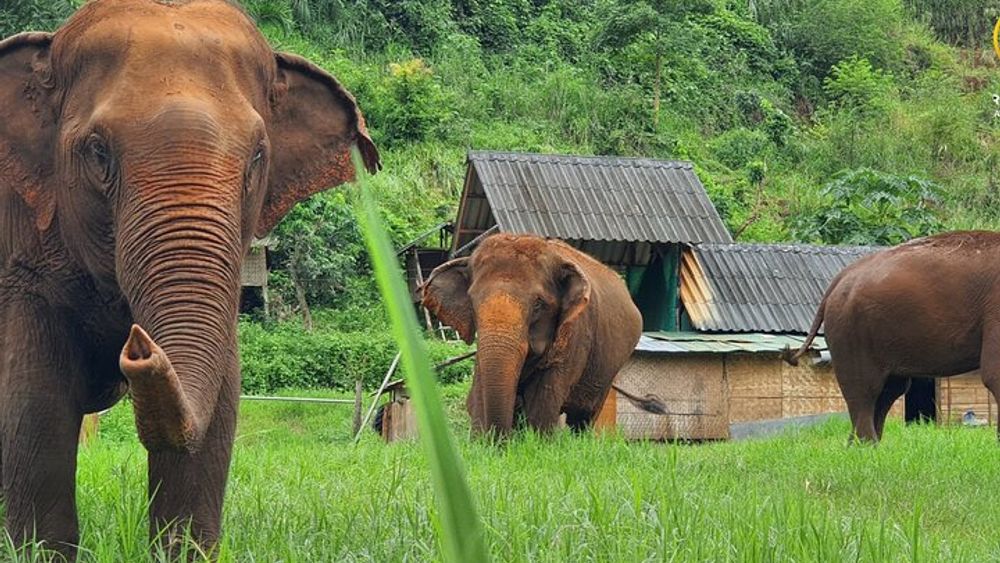 Full Day Experience at Ran-Tong Save & Rescue Elephant Centre