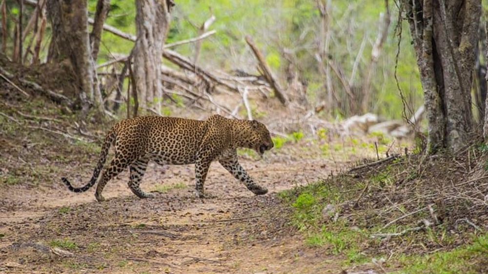 Kumana National Park Full Day Safari
