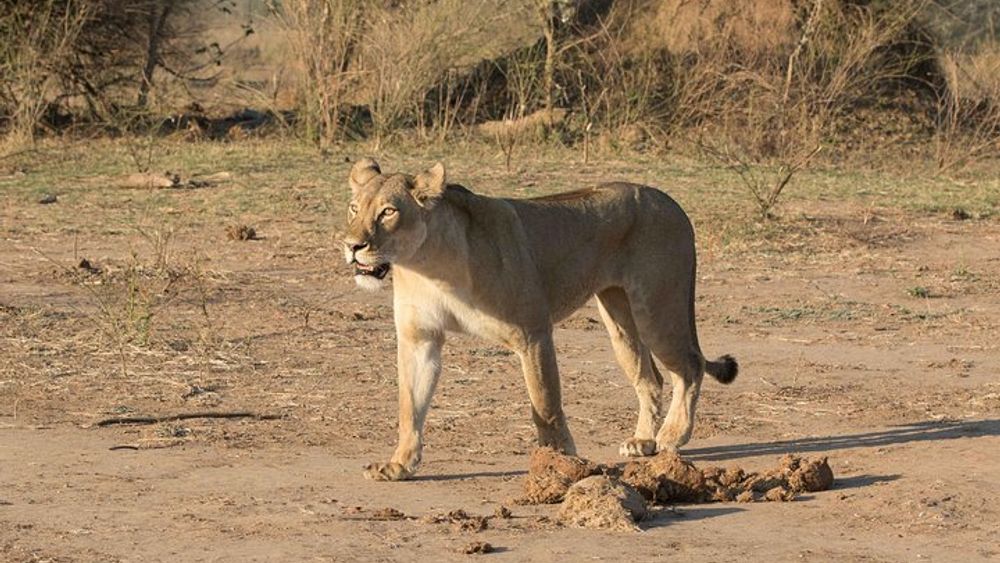Zambezi National Park Small-Group Game Drive AM/PM