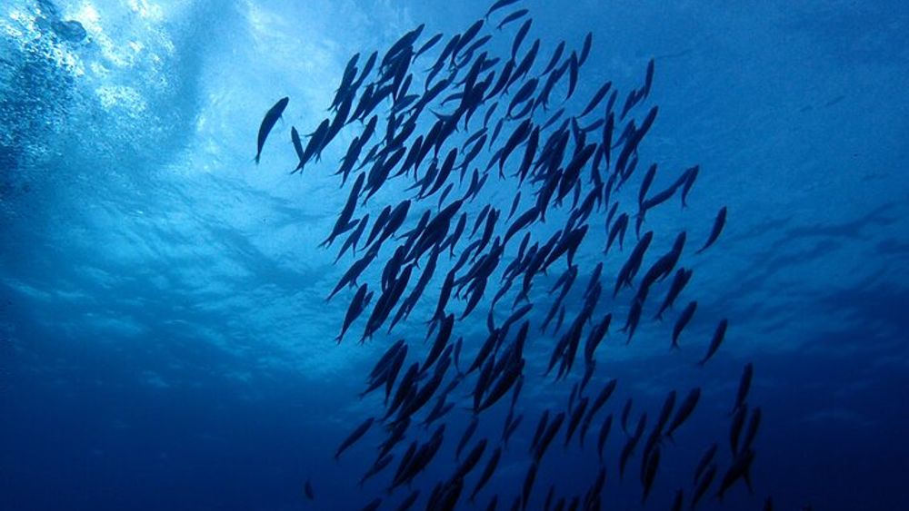 Tenerife Callao Salvaje Small-Group Snorkeling Tour
