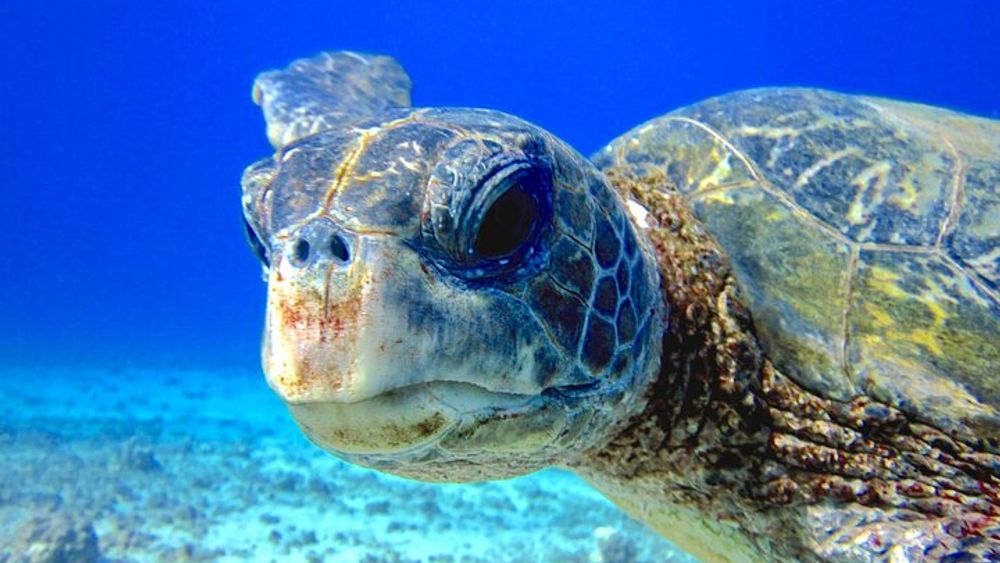 Lahaina Small-group Scuba Review Dive