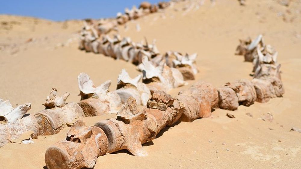 Trip to Wadi El-Hitan, Wadi El-Rayyan & Al Fayyom Oasis Adventure