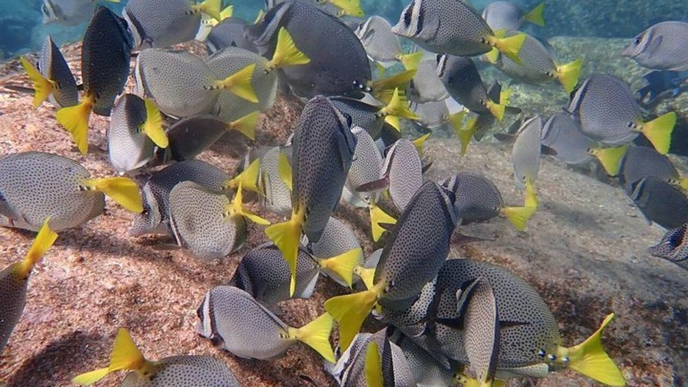 2 Tank tour Corridor sites, certified divers with MANTA