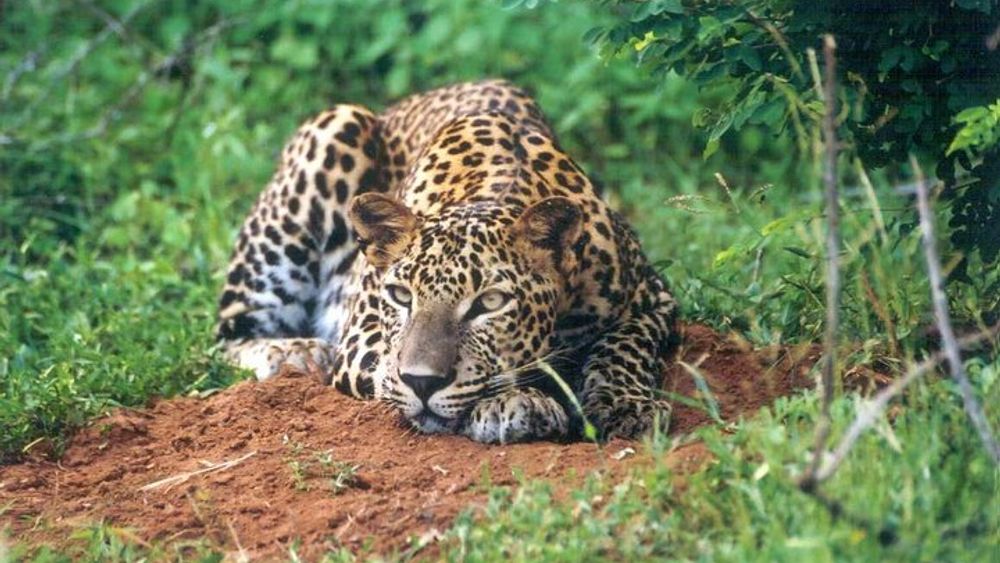 Day Tour to Wilpattu National Park from Colombo