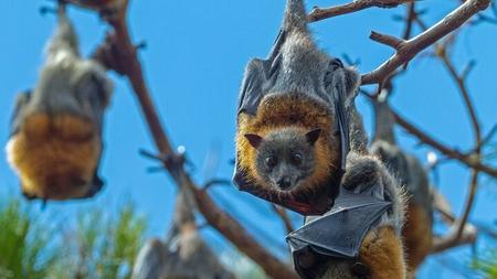 Sydney Small-Group Flying Fox Experience | Australia | Gifting Owl