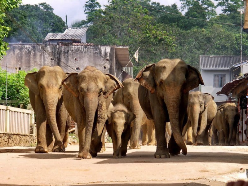 Tour to Pinnawala Elephant Orphanage