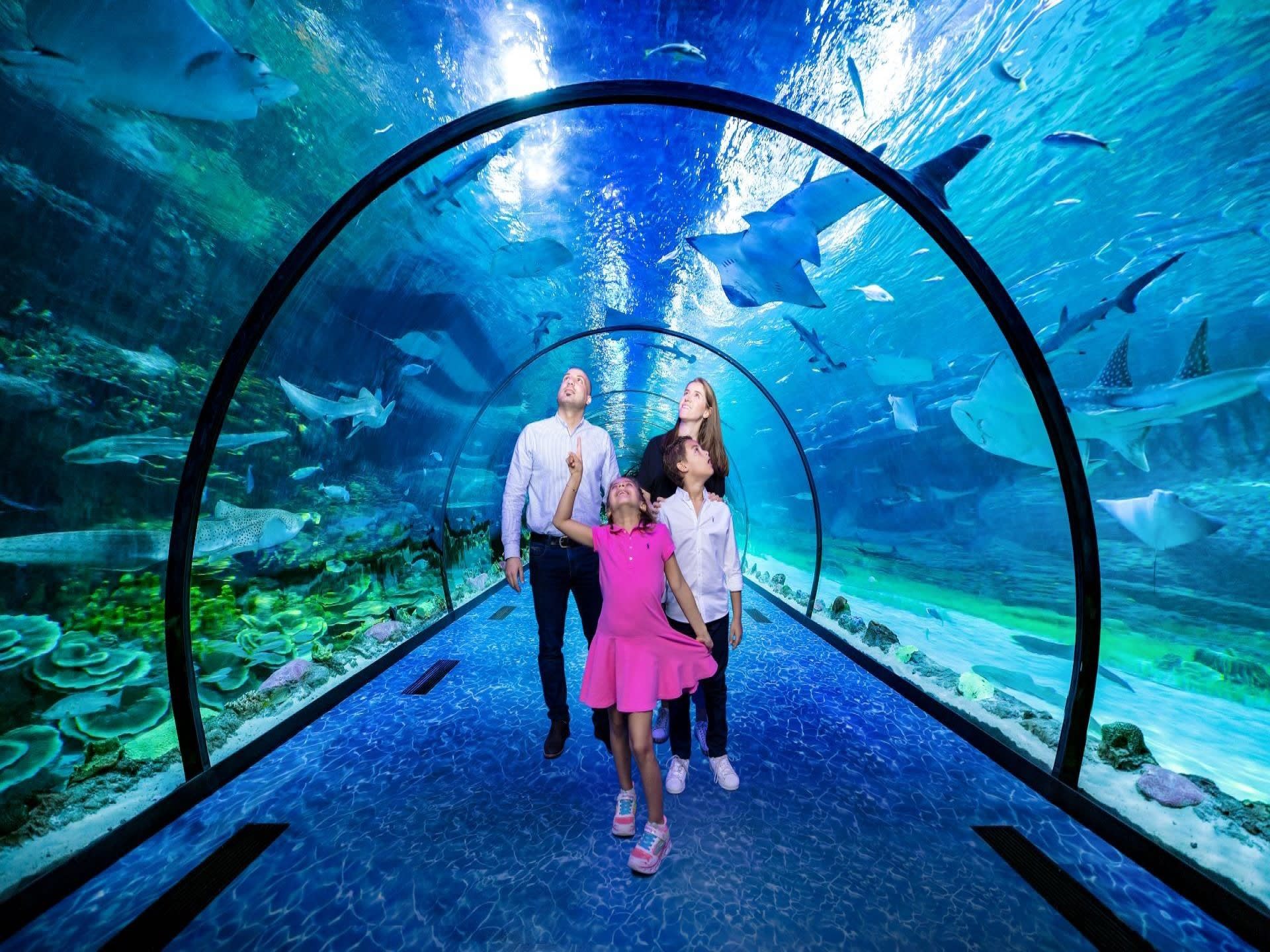 The National Aquarium Abu Dhabi General Admission Aquarium Journey