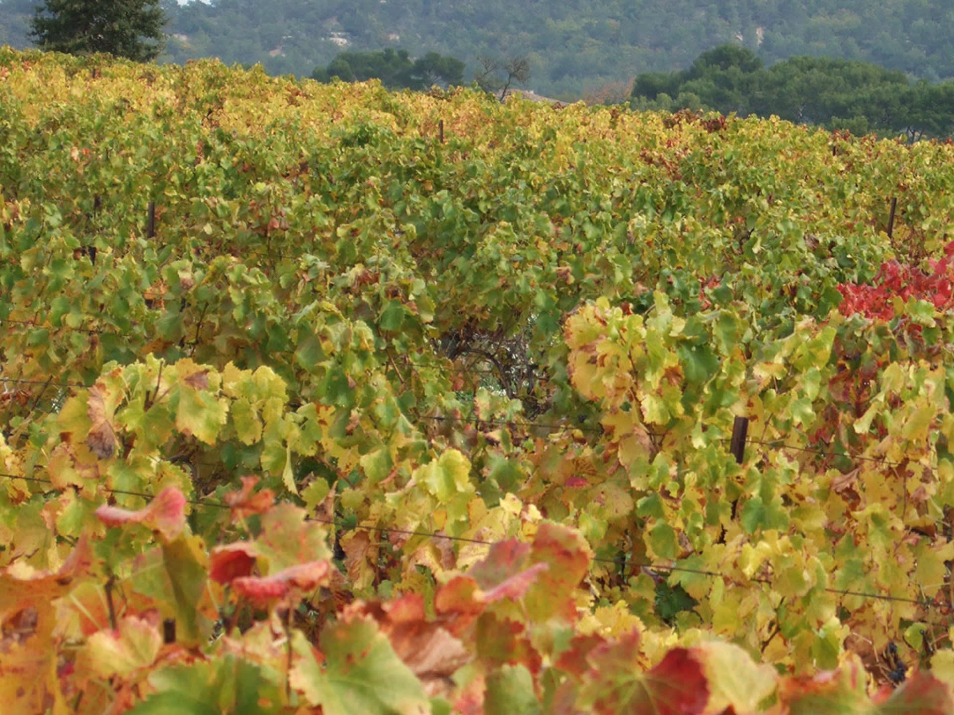 Culture and Wine in Chateauneuf-du-Pape