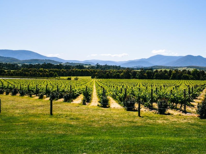 Yarra Valley Winery Public Day Tour